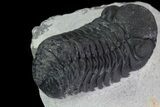 Bargain, Austerops Trilobite - Nice Eye Facets #80663-4